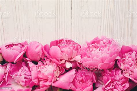 Lovely Pink Peonies Border In Light On Rustic White Wooden Background