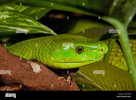 Eastern Green Mamba Stock Photo Alamy