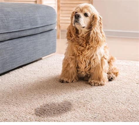 Pet Odor Stain Removal