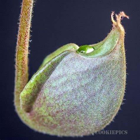 Stunning Nepenthes Viking X Hookeriana Pitcher Plant