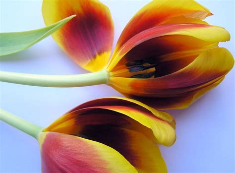 Red Yellow Tulips Free Photo Download | FreeImages