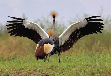 Exploring Uganda The Pearl Of Africa Lifetime Experience Safaris