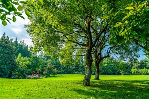 Densos Bosques E Prados Em West Lake Park Hangzhou Foto Premium