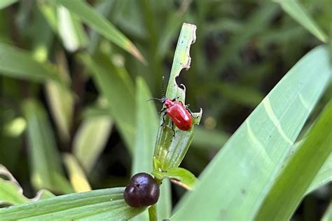 Detecta Plagas Y Enfermedades Del Jardín A Tiempo