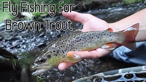 Catching A Few Big Brown Trout Out Of Scenic Creeks Summer Pocono Pa