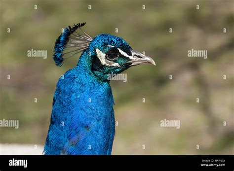 Head Of A Male Indian Peafowl Pavo Cristatus Displaying Bright Blue