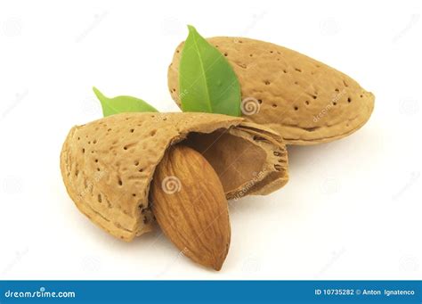 Almond with leaves stock photo. Image of plant, green - 10735282