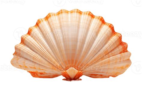 Ai Generated Transparent Background Sea Shell Isolated 36627181 Png