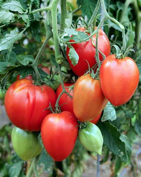 30 Amish Paste Tomato Seeds Sweet Heirloom Non Gmo Rare Low Etsy