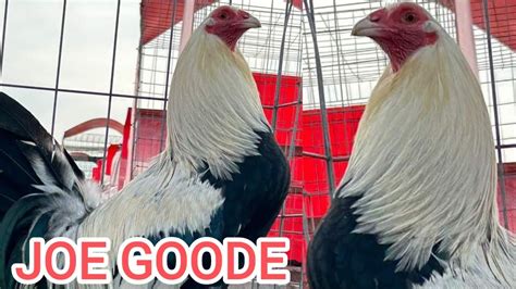 Joe Goode Grey Roundhead Kelso 20K RED NEWARK FARM Beautiful Birds Farm