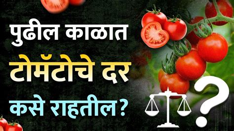 परराज्यातील टोमॅटो🍅 हंगामामुळे शेतकरी👩🏽‍🌾 चिंतेत Tomato Producer Farmers Joy And Concern💆🏽‍♂️