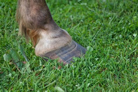 Laminitis In Horses Causes Symptoms And Treatments A Z Animals