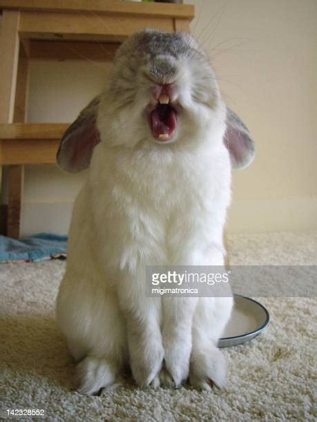 Yawning Rabbit Photos And Premium High Res Pictures Getty Images