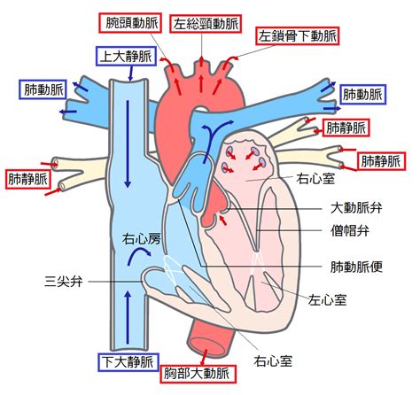 【低学年向け】看護師国試対策｜心臓から出る血管、心臓に入る血管、動脈と静脈の違い