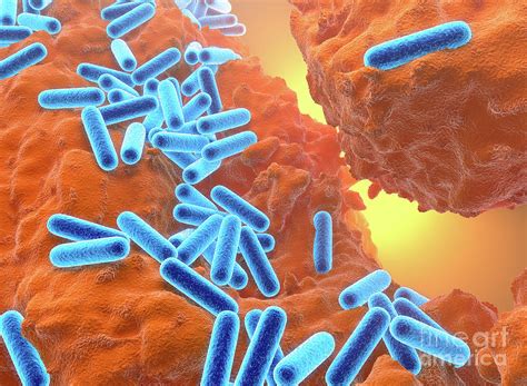 Pseudomonas Aeruginosa Bacteria Photograph By Roger Harris Science