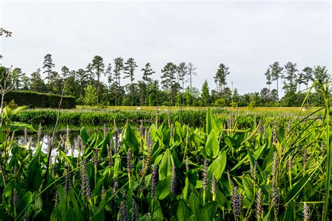 Stormwater Wetlands 101 — Dragonfly Pond Works