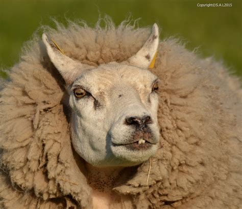 Vroege vogels Foto - Zoogdieren - Schaap