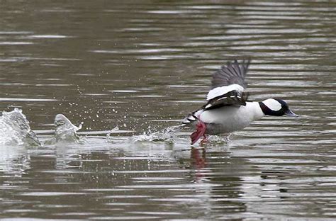 Diving Birds Jen Gfeller Nature Photography