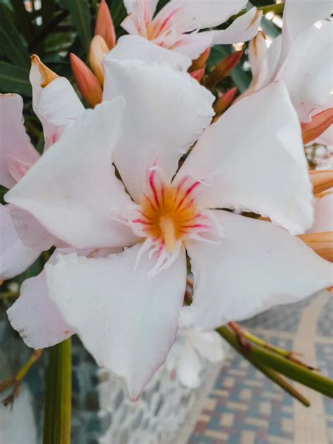 Quand Et Comment Faire Des Boutures De Laurier Rose Techniques