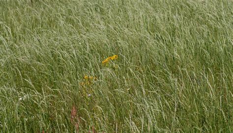 Canadian Wild Rye Grasselymus Canadensis Glaucifolius Flickr