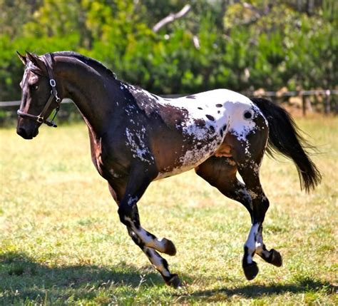 Appaloosa Stallion, Bay with spotted blanket . Horses, Horse - DaftSex HD