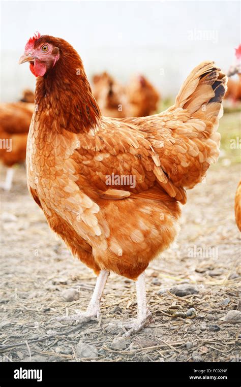 Chickens On Traditional Free Range Poultry Farm Stock Photo Alamy