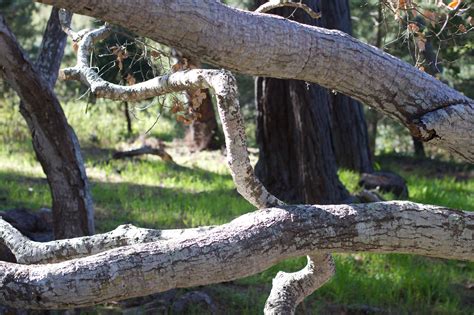 Free Images Tree Nature Forest Branch Wood Leaf Flower Trunk