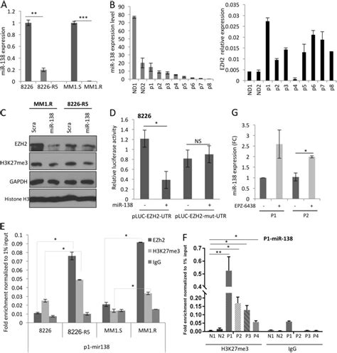 Ezh Is A Direct Target Of Mir And Regulates The Expression Of