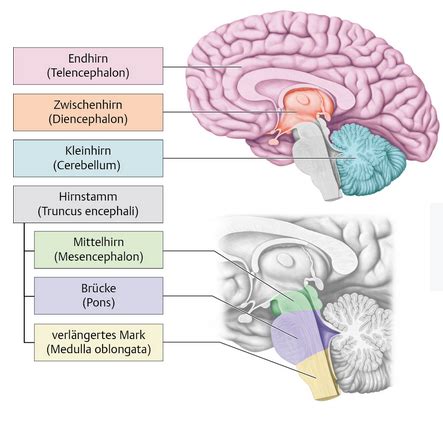 Neuroanatomie Flashcards Quizlet