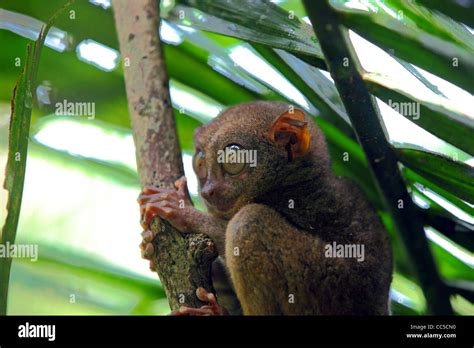 Filipino Tarsier Fotografías E Imágenes De Alta Resolución Alamy