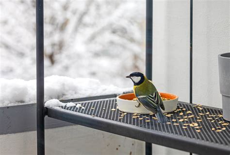 4 Tipps wie Terrasse oder Balkon nach der Vogelfütterung sauber bleiben