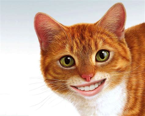 Cat Smiley