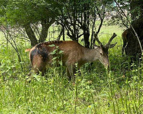 Caspian Red Deer Facts Diet Habitat And Pictures On Animaliabio