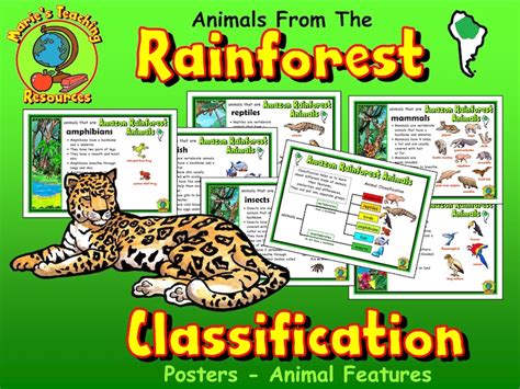 Amazon Rainforest Animals Classification Posters Rainforest - Etsy