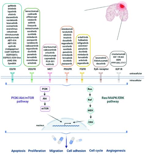 Overview Of Receptor Tyrosine Kinase Inhibitors RTKI For The