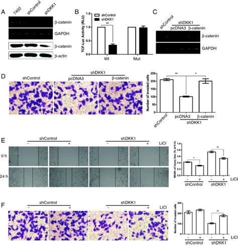 Beta Catenin Is Involved In The Dual Promotive Function Of DKK1 On