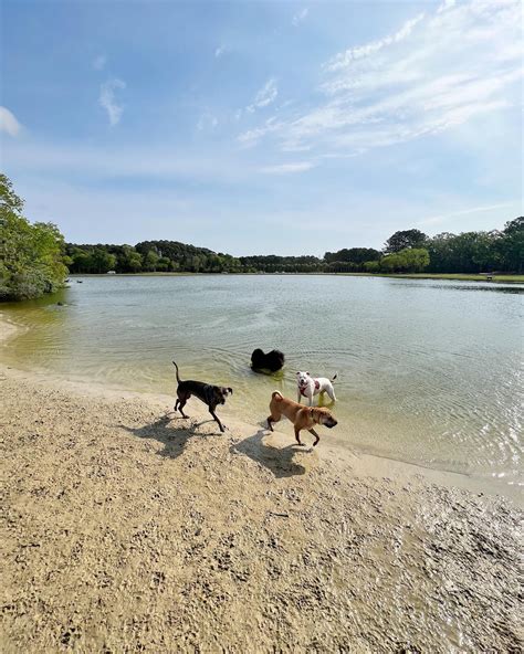 Where Is the Best Off-Leash Dog Park Near Me? Discover 20 Awesome Dog ...