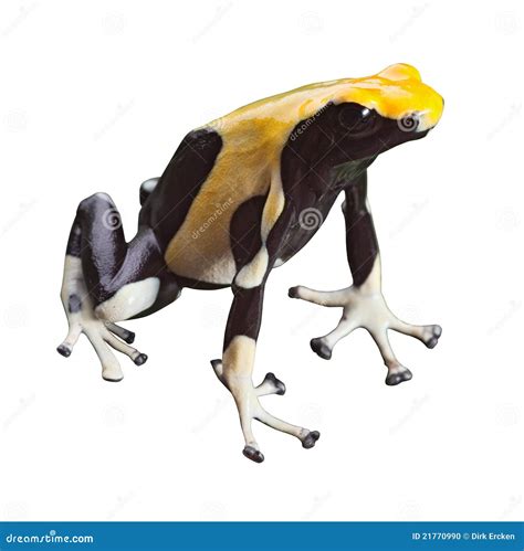 Poison Dart Frog Poisonous Animal Isolated Stock Photo - Image of tropics, animal: 21770990