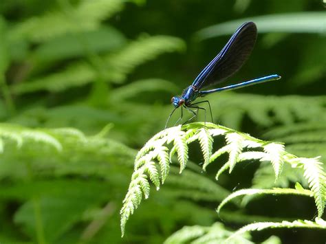 Nature Sightings - reinsteinwoods.org