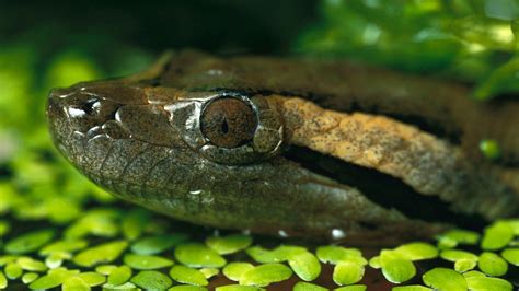 Exotische Fauna in den tropischen Wäldern Tiere im Regenwald