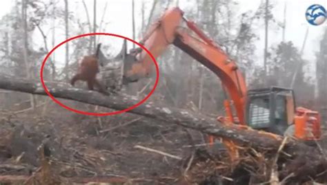 Vida animal Un orangután se enfrenta a una excavadora que destruye su