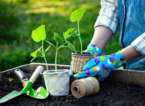 Gardening Tips for Beginners » Residence Style