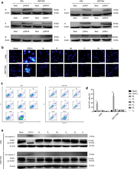 individual structural proteins  cdv    induce apoptosis  cmt