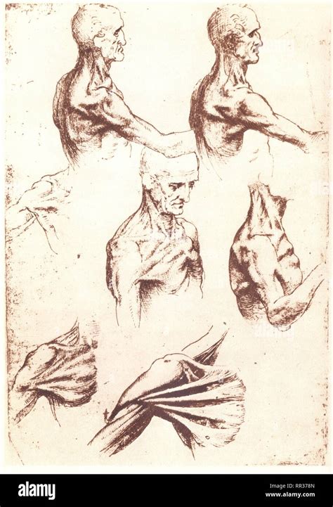 Disegni Di Anatomia Leonardo Da Vinci Immagini E Fotografie Stock Ad