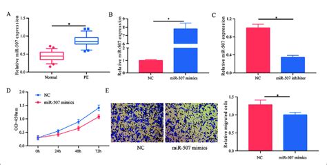 Mir 507 Inhibited Proliferative And Migratory Abilities In