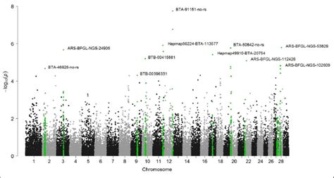 Manhattan Plot Of Log10 P Values The Candidate Genomic Regions