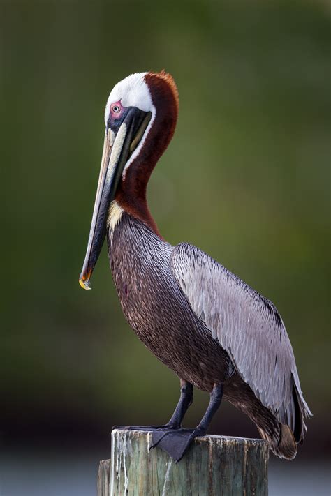 Brown Pelican On A Post Fine Art Photo Print For Sale | Photos by ...