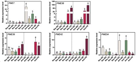 Spatial And Temporal Expression Level Of Fvpme Genes During Development