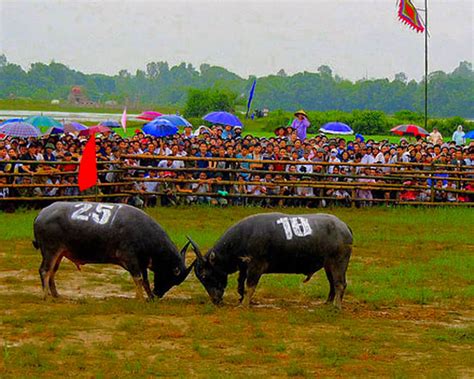 Find Out The Top 3 Biggest And Most Attractive Buffalo Fighting Festival