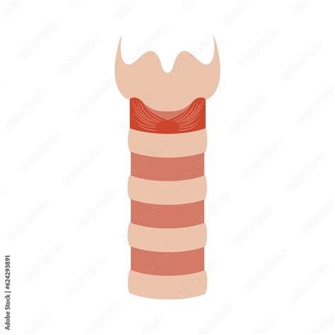 Human Trachea Airway Tube Medical Diagram Icon Stock Vector Adobe Stock